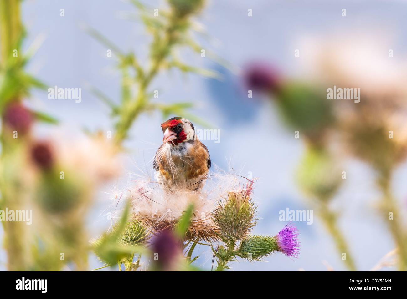 European goldfinch, feeding on the seeds of thistles. European