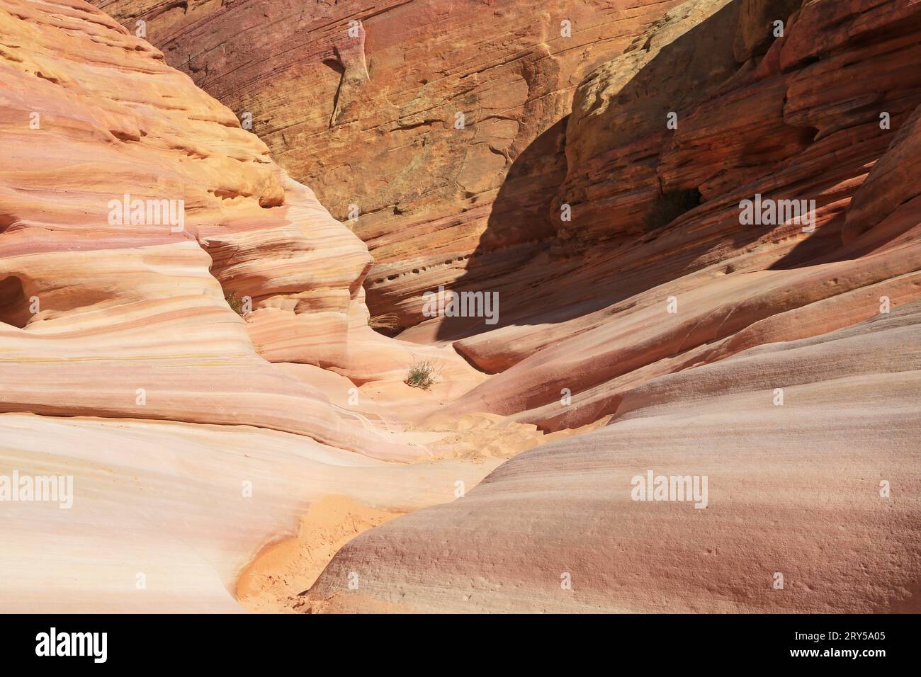 Pink Canyon Valley of Fire State Park, Nevada Stock Photo Alamy