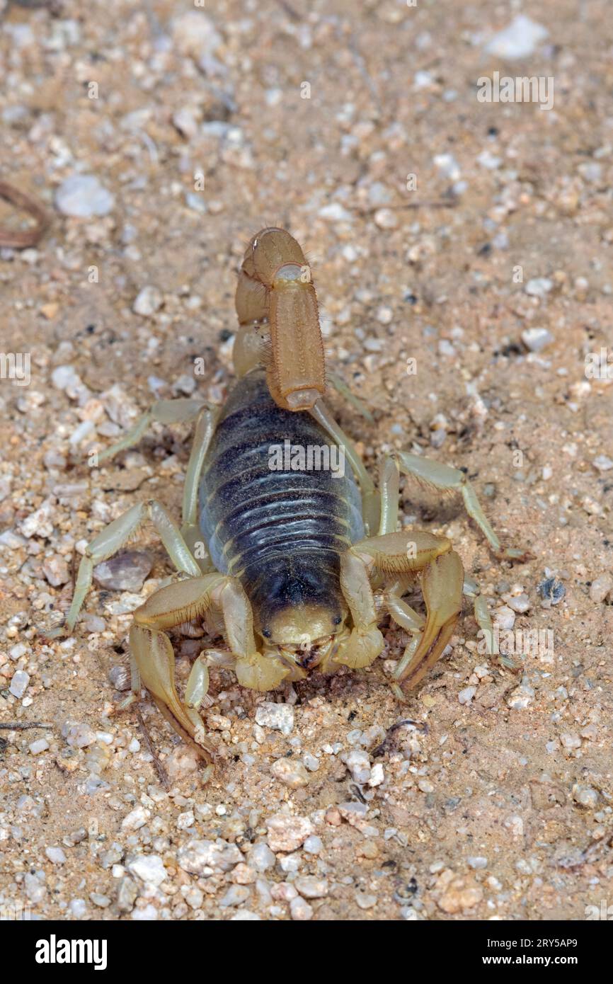 Giant Desert Hairy Scorpion (Hadrurus arizonensis) Stock Photo