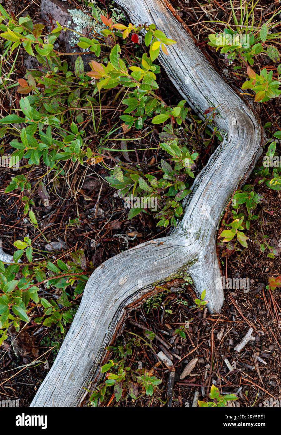 Low bush Blueberry (Vaccinium angustifolium) surrounds a small branch on the forest floor, Shovel Point, Tettegouche State Park, Cook County, Minnesot Stock Photo