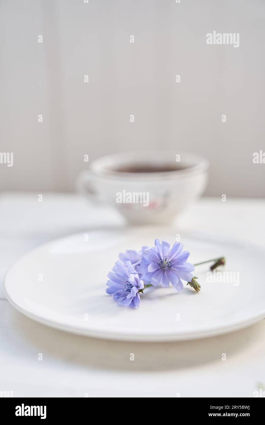 Against the background of a mug with an invigorating drink. Cichorium flowers in a saucer. Flowers of ordinary chicory or cichorium dioecious. With space to copy. High quality photo Stock Photo