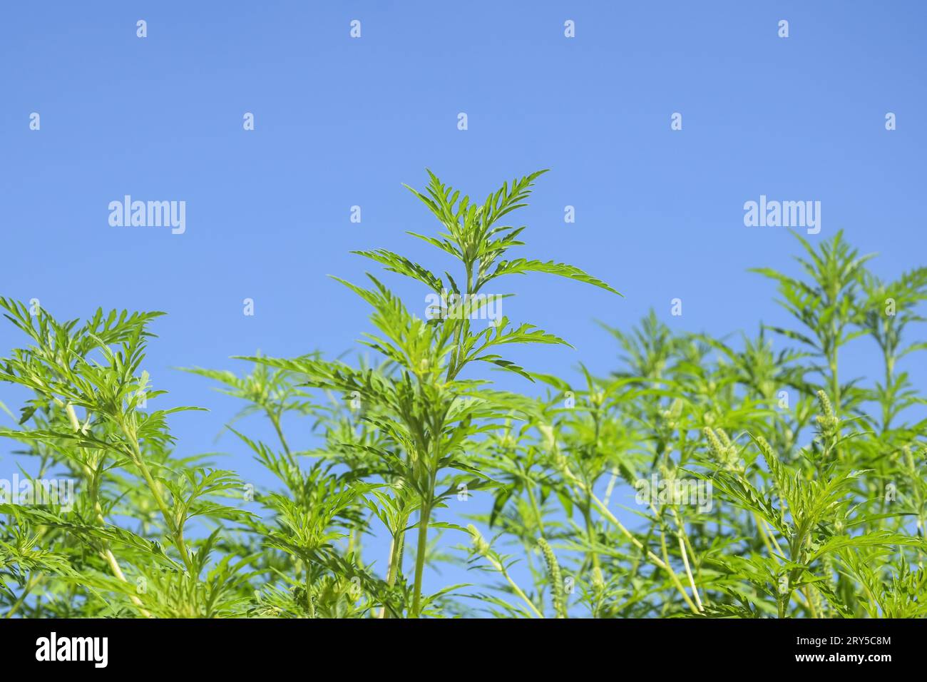 American common ragweed against blue sky. Dangerous plant. Ambrosia shrubs that causes allergic reactions, allergic rhinitis. Copy space. Selective fo Stock Photo