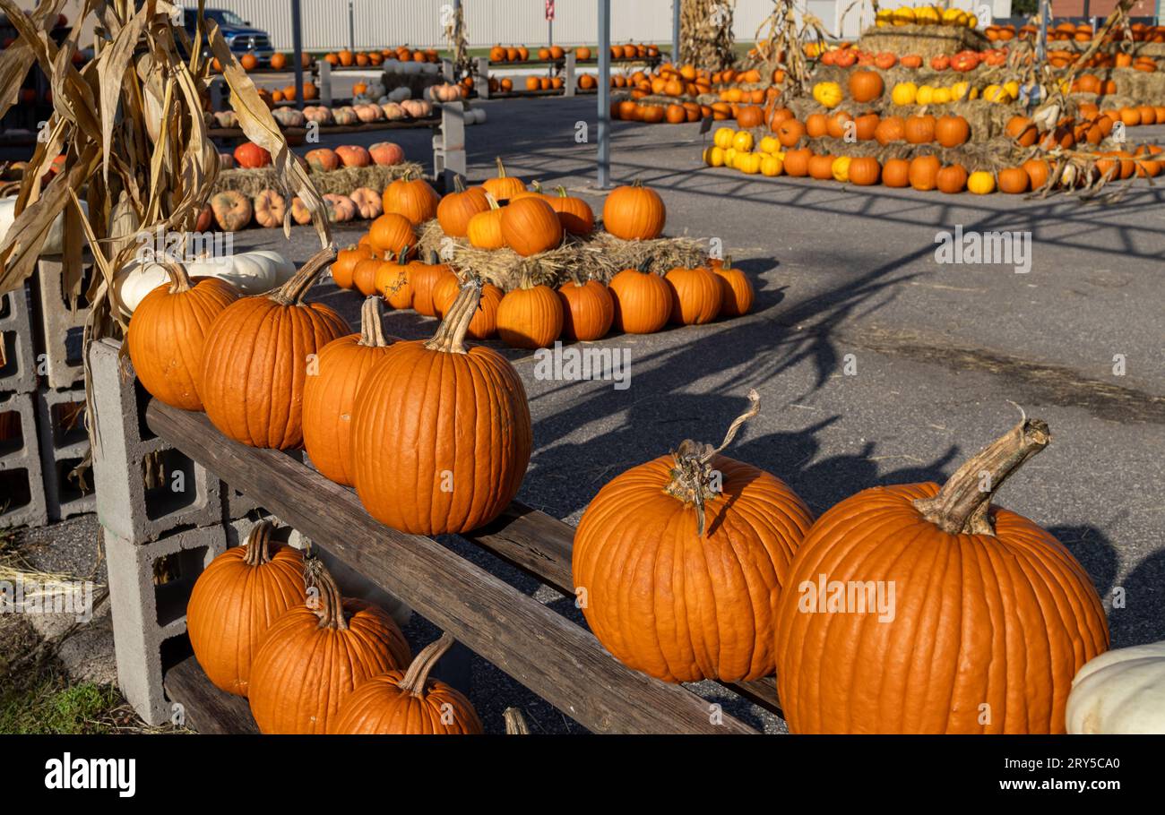 Landscape texture background of a large local market setting of assorted jack-o-lantern pumpkins on a sunny autumn day Stock Photo