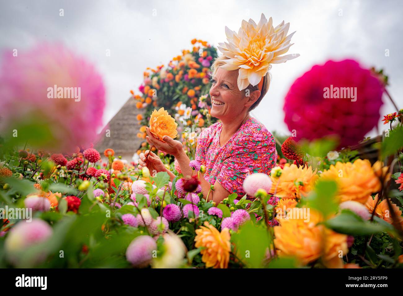 Dahlia flower farmer Andie McDowell arranges blooms in a spectacular dahlia display at Stonehenge, where over 5000 dahlias are on display paying homage to the annual dahlia shows that once took place at the historic site. At its height, the Stonehenge dahlia show attracted crowds of up to 10,000 people, all coming to see the spectacular flower sculptures alongside displays of prize-winning dahlias, cricket matches and brass bands. Picture date: Thursday September 28, 2023. Stock Photo