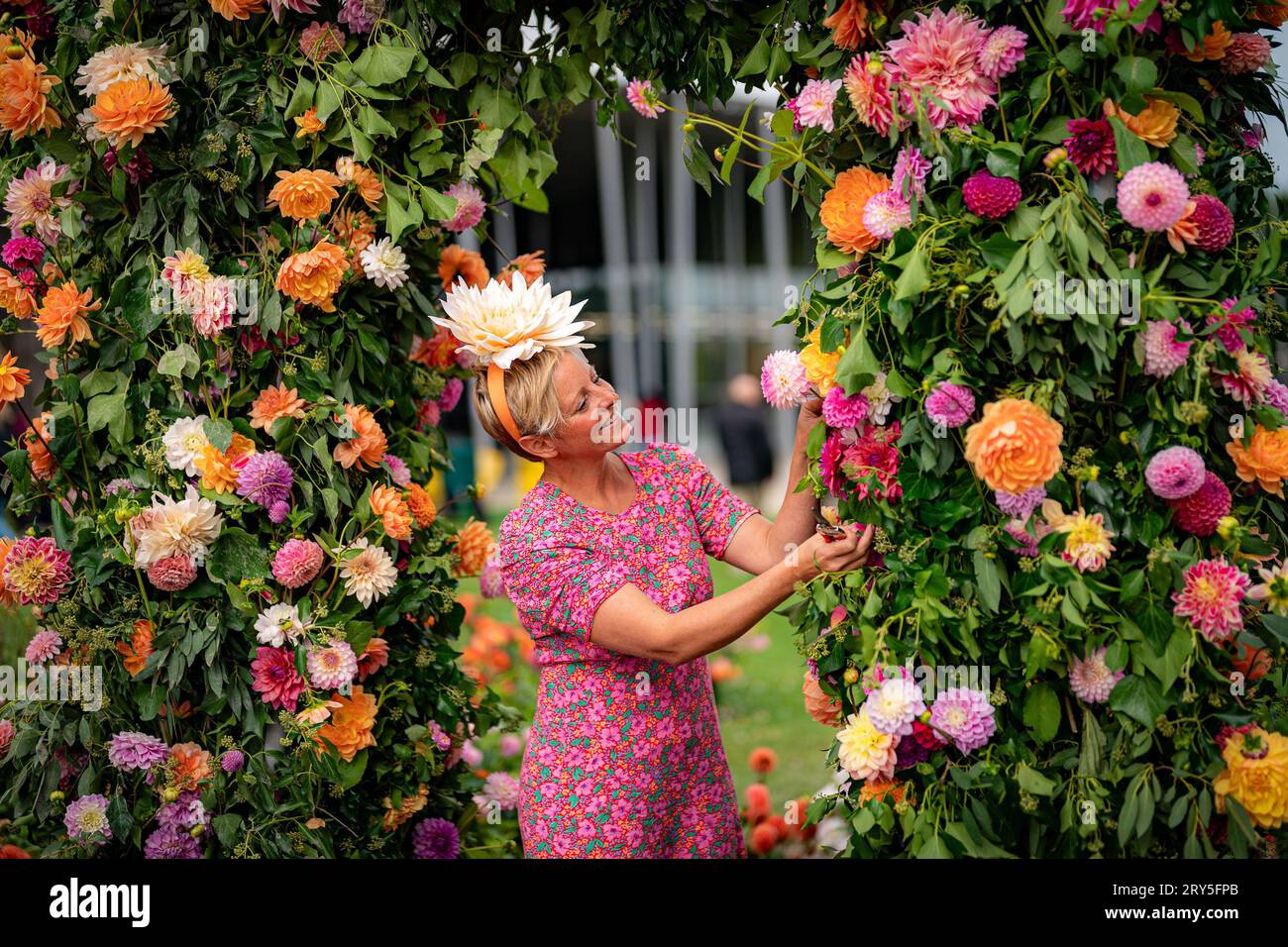 Dahlia flower farmer Andie McDowell checks blooms on a spectacular dahlia display at Stonehenge, where over 5000 dahlias are on display paying homage to the annual dahlia shows that once took place at the historic site. At its height, the Stonehenge dahlia show attracted crowds of up to 10,000 people, all coming to see the spectacular flower sculptures alongside displays of prize-winning dahlias, cricket matches and brass bands. Picture date: Thursday September 28, 2023. Stock Photo