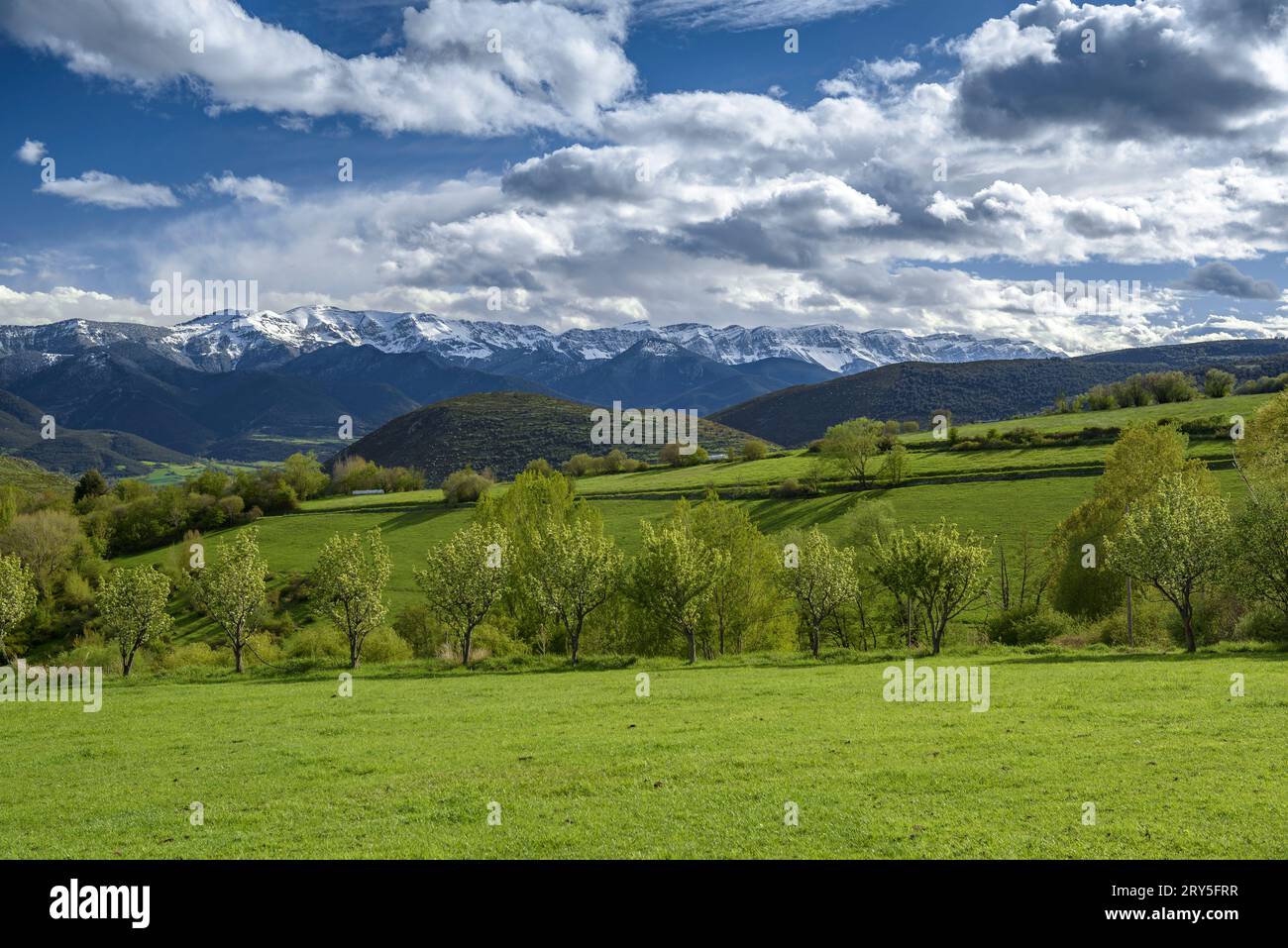 Snowy Serra del Cadí and green meadows in Gréixer on a spring afternoon