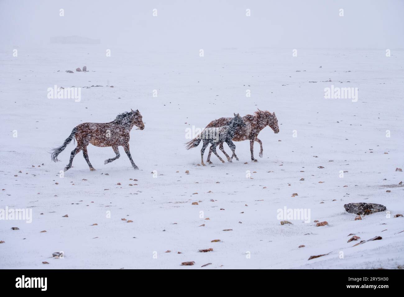 Herd of Horses galloping in the snow in Kyrgyzstan Stock Photo