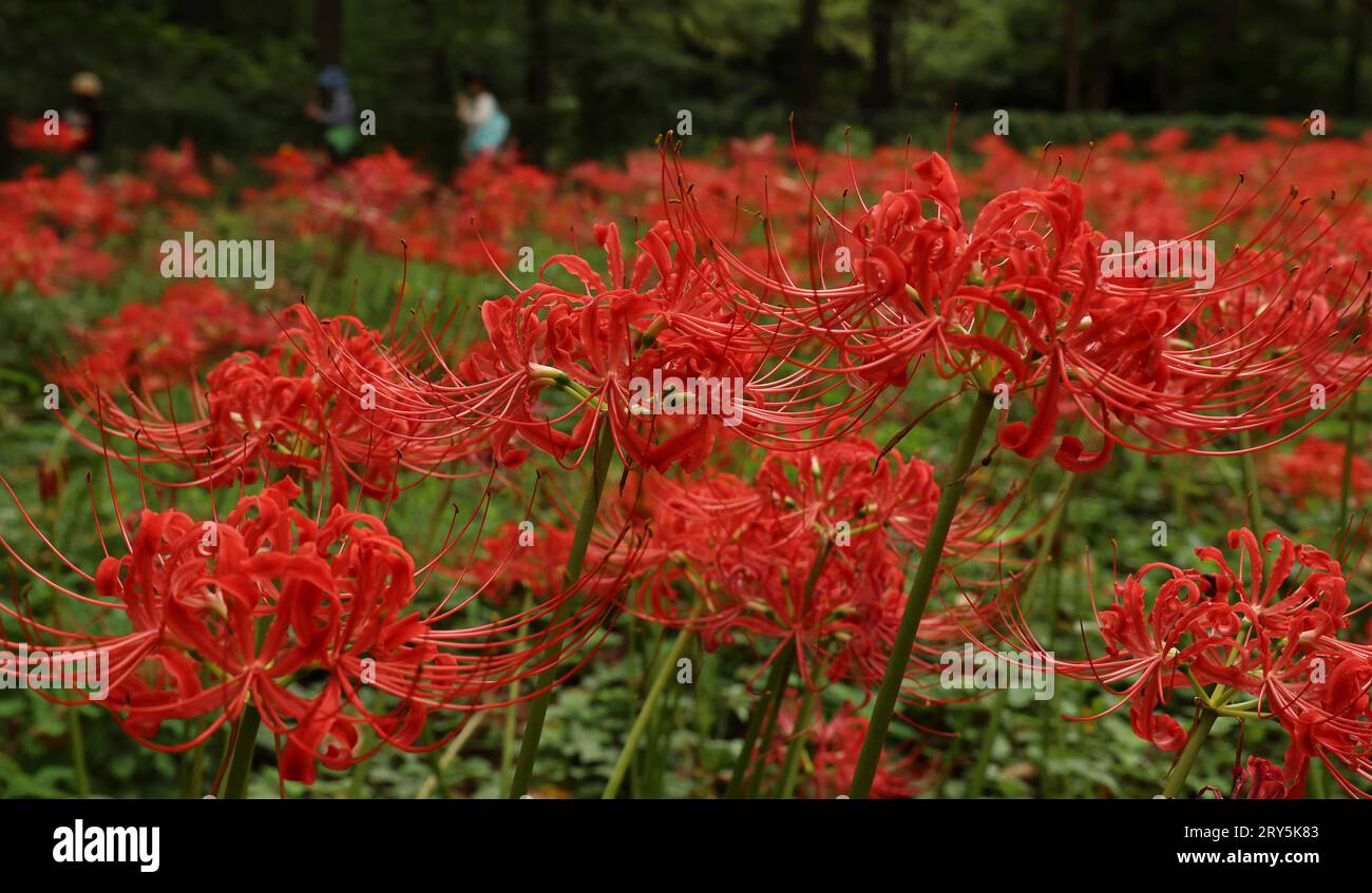Flowers of red spider lily (Lycoris radiata / red magic lily / equinox ...
