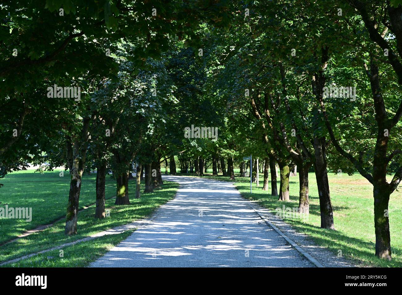 A walkway lined with trees on both sides Stock Photo