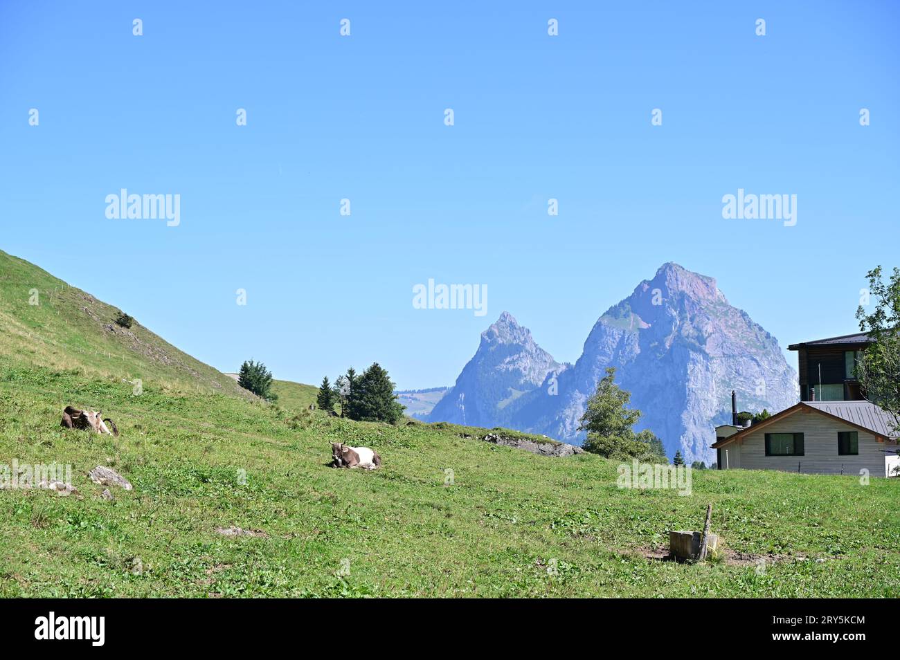 Cows sitting and resting in the field Stock Photo