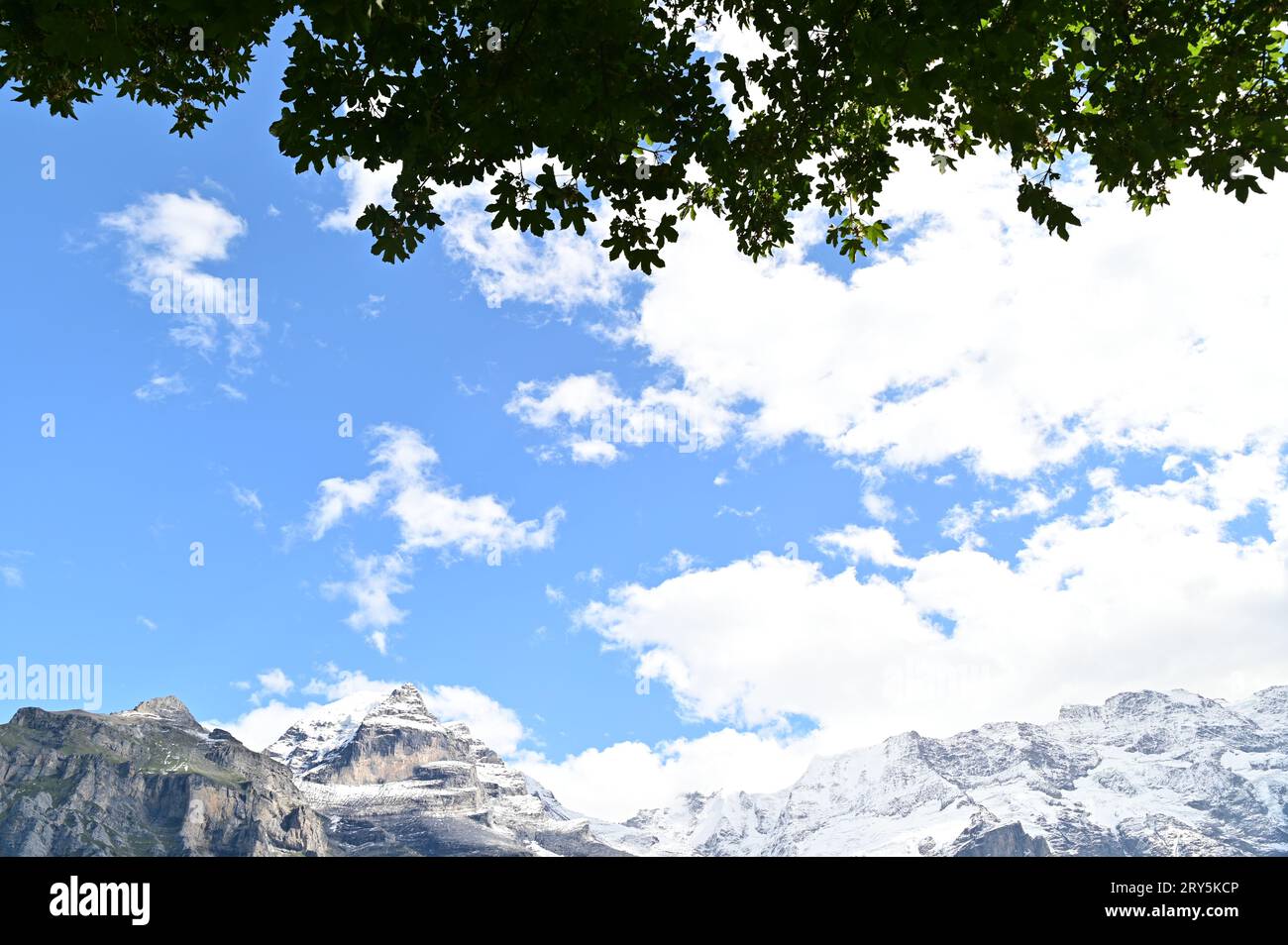Leaves and snow mountains that you can see under the clear sky with white clouds Stock Photo
