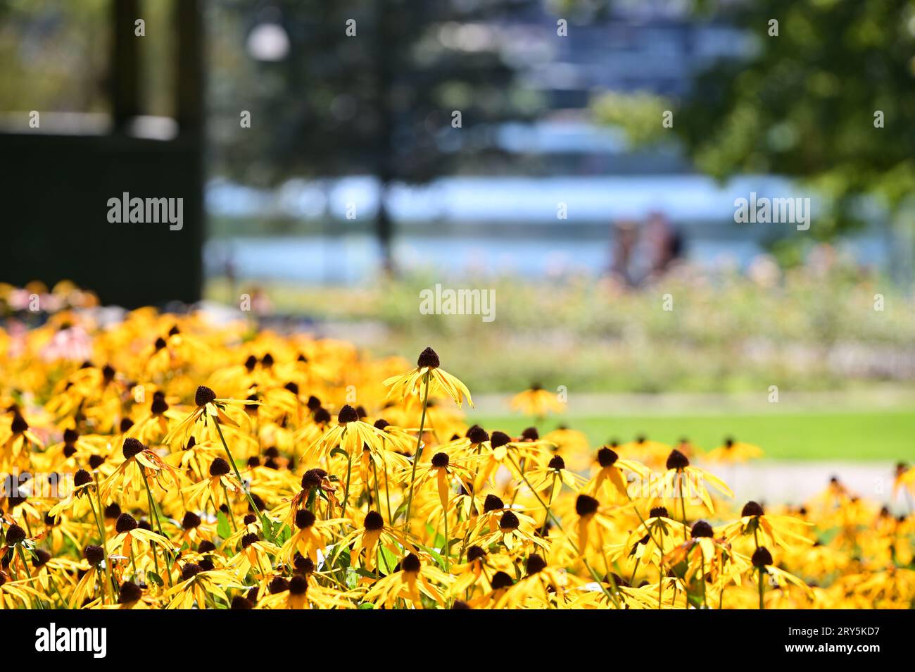 Yellow flowers blooming beautifully in the park Stock Photo