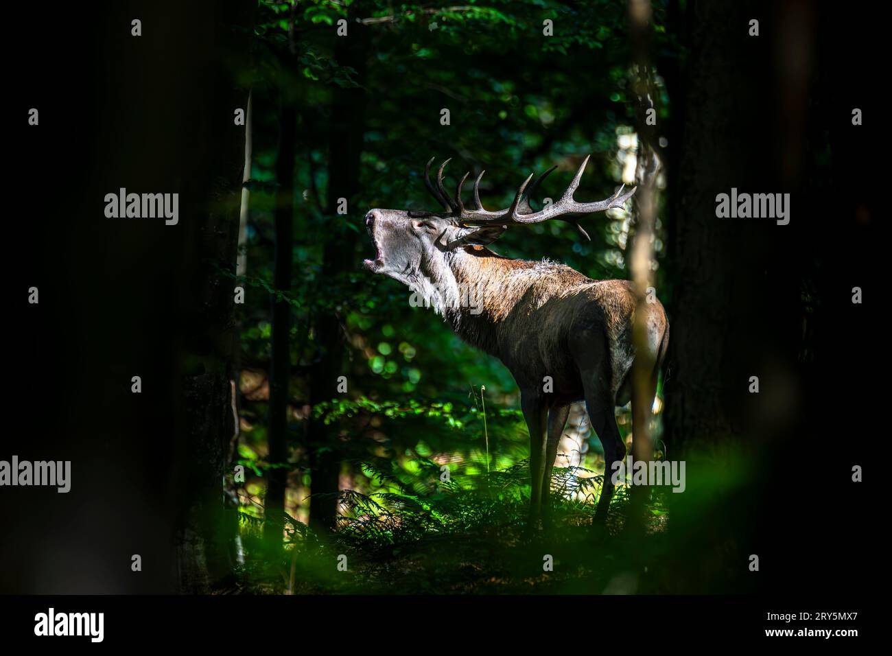 Red Deer (Cervus elaphus) stag during the rutting season. Bieszczady Mts., Carpathians, Poland. Stock Photo