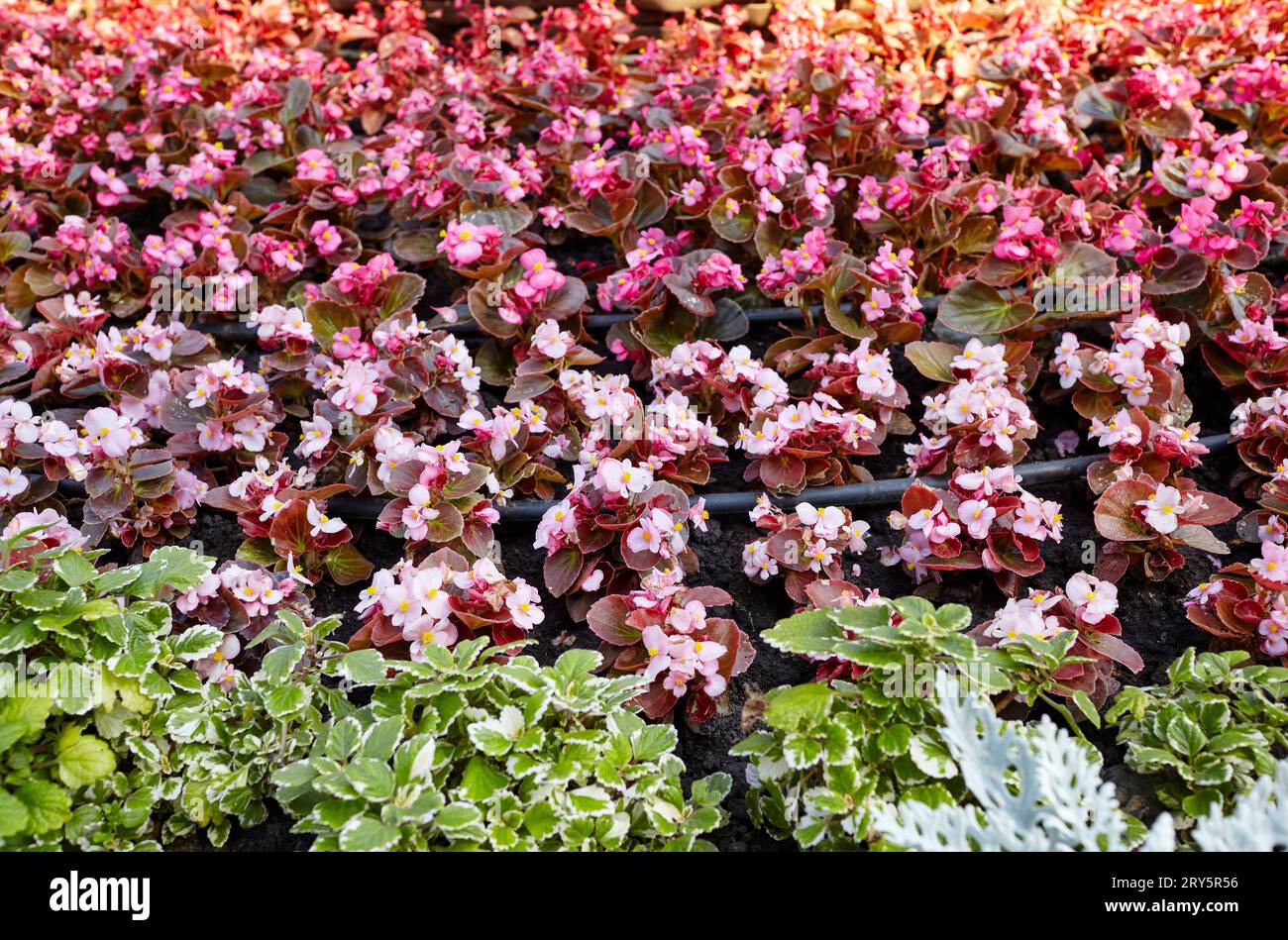 A beautiful flower begonia growing in city garden. Planting and gardening concept. Lush blooming colorful common garden flowers in city park. Selectiv Stock Photo