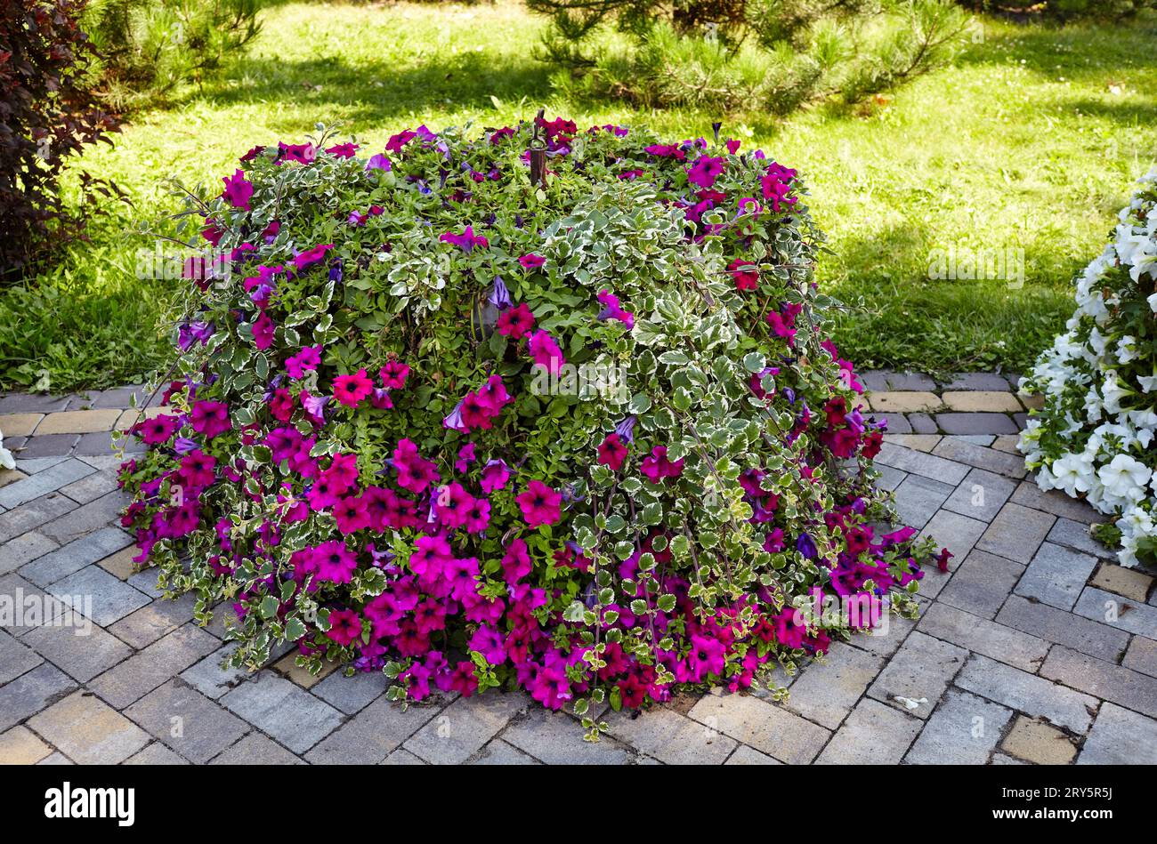 Petunias and Plectranthus (White Edged Swedish Ivy) in city garden. Lush blooming colorful common garden flowers in city park. Selective focus Stock Photo