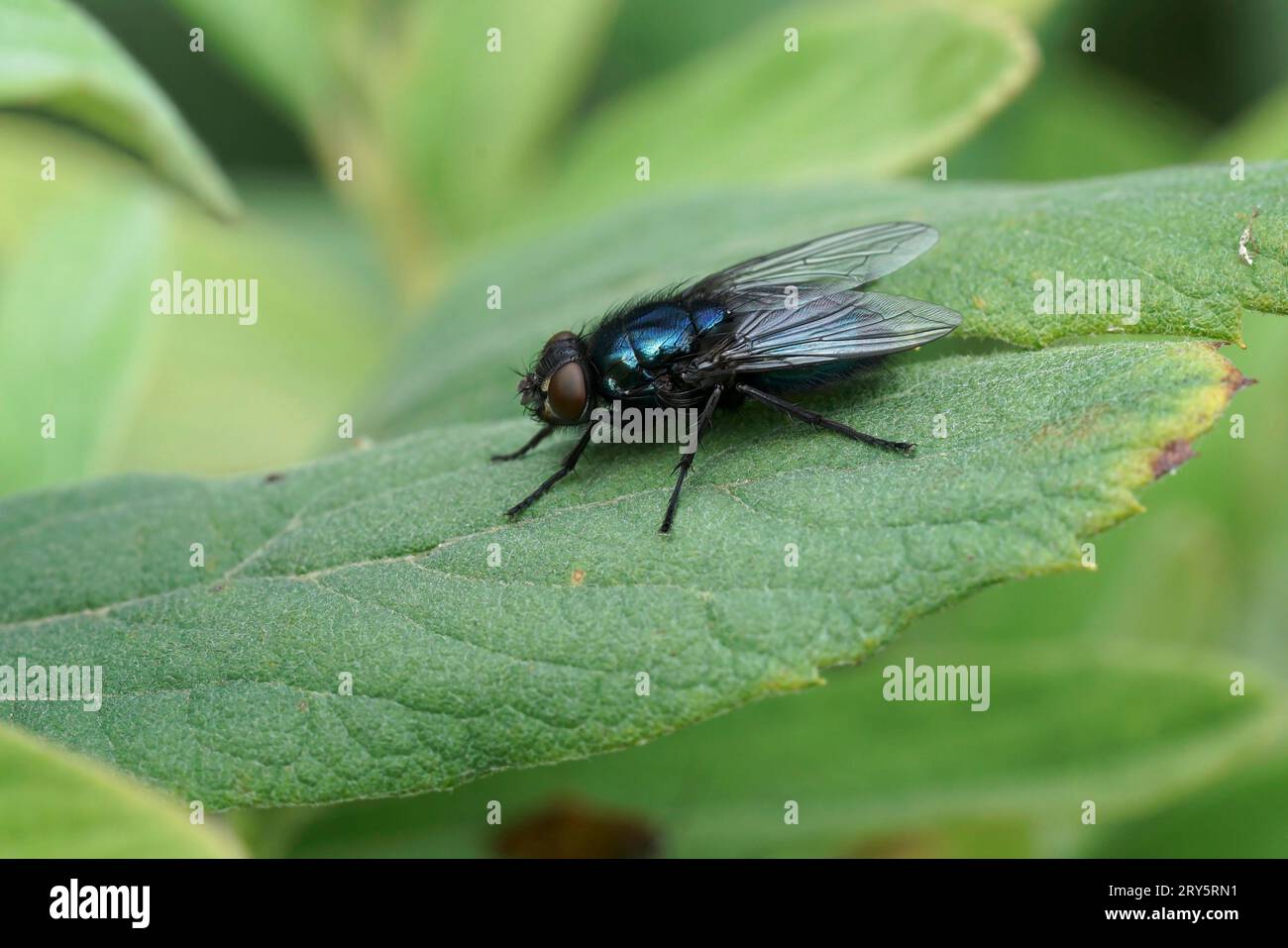Protophormia terraenovae hi-res stock photography and images - Alamy