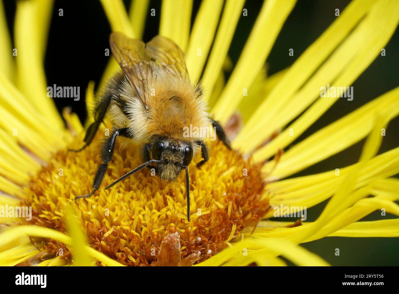 Natural closeup on a fluffy orange Brown banded carder bee , Bombus pascuorum, sitting on a yellow Inula flower Stock Photo