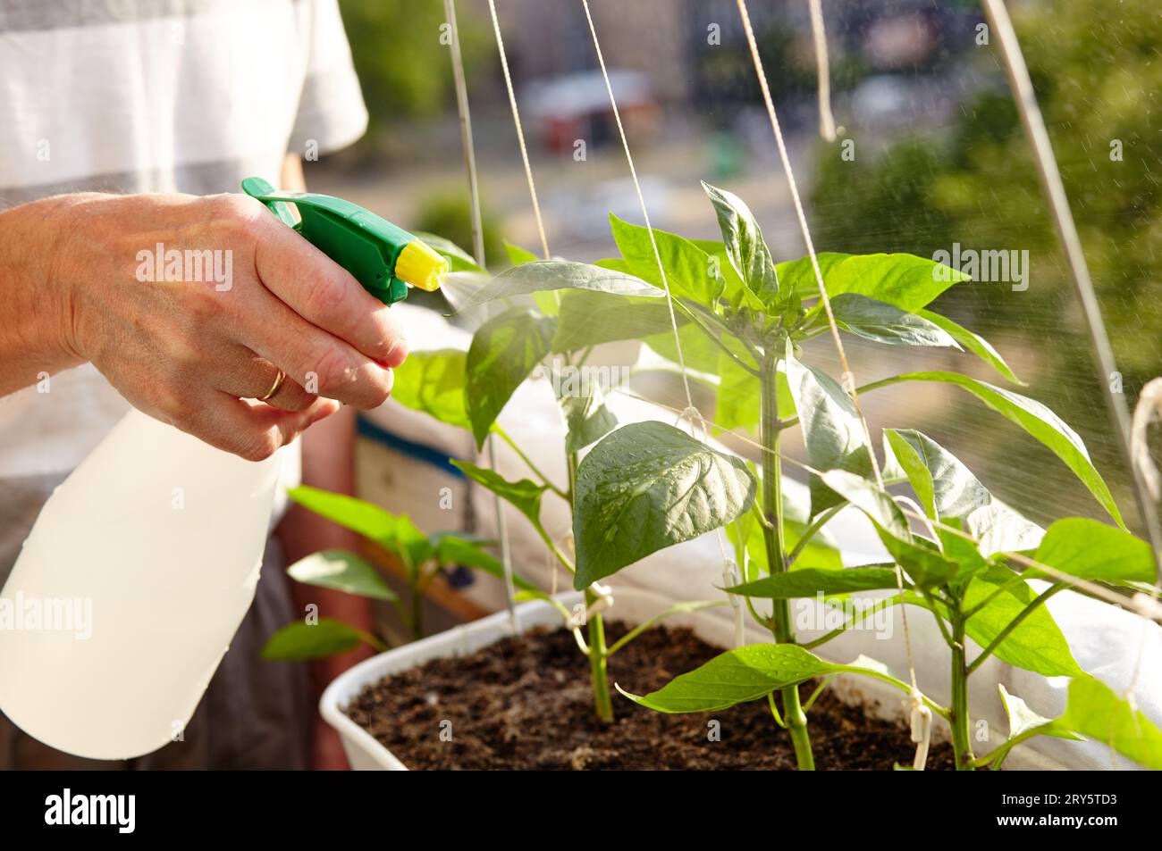 Old man gardening in home greenhouse. Men's hands hold spray bottle and ...