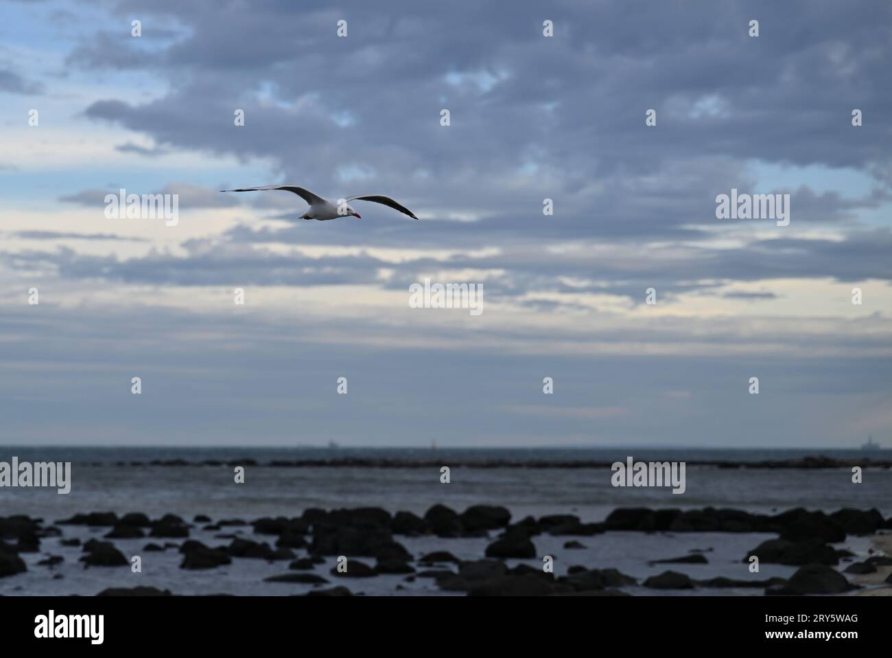 Seagull, or silver gull, in flight over rocks in the shallow water by a beach, during a grey and cloudy day Stock Photo