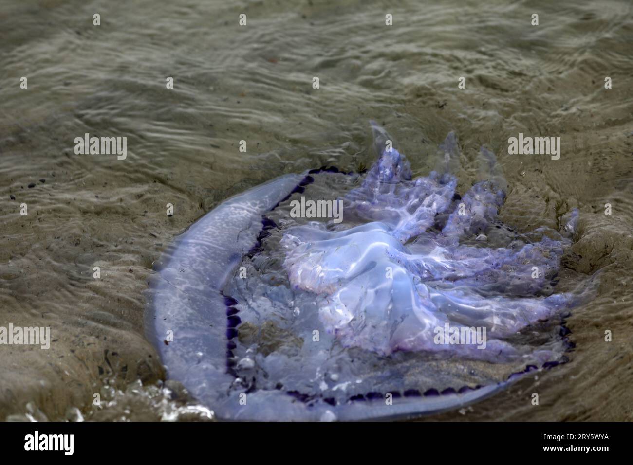 Jellyfish swimming in the sea Stock Photo - Alamy