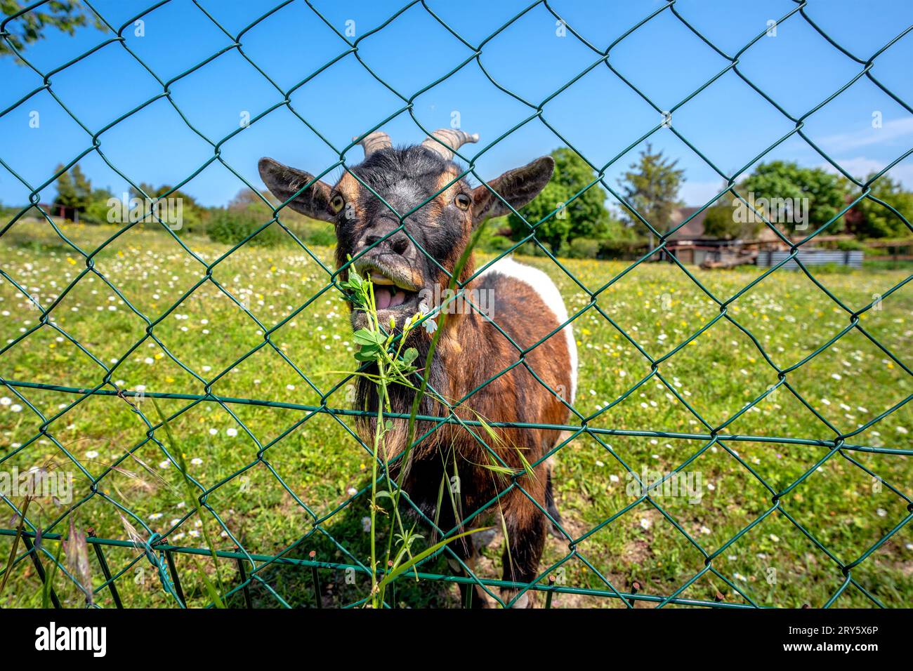 A cute little goat on a lush green meadow, grazing grass by the fence. Stock Photo