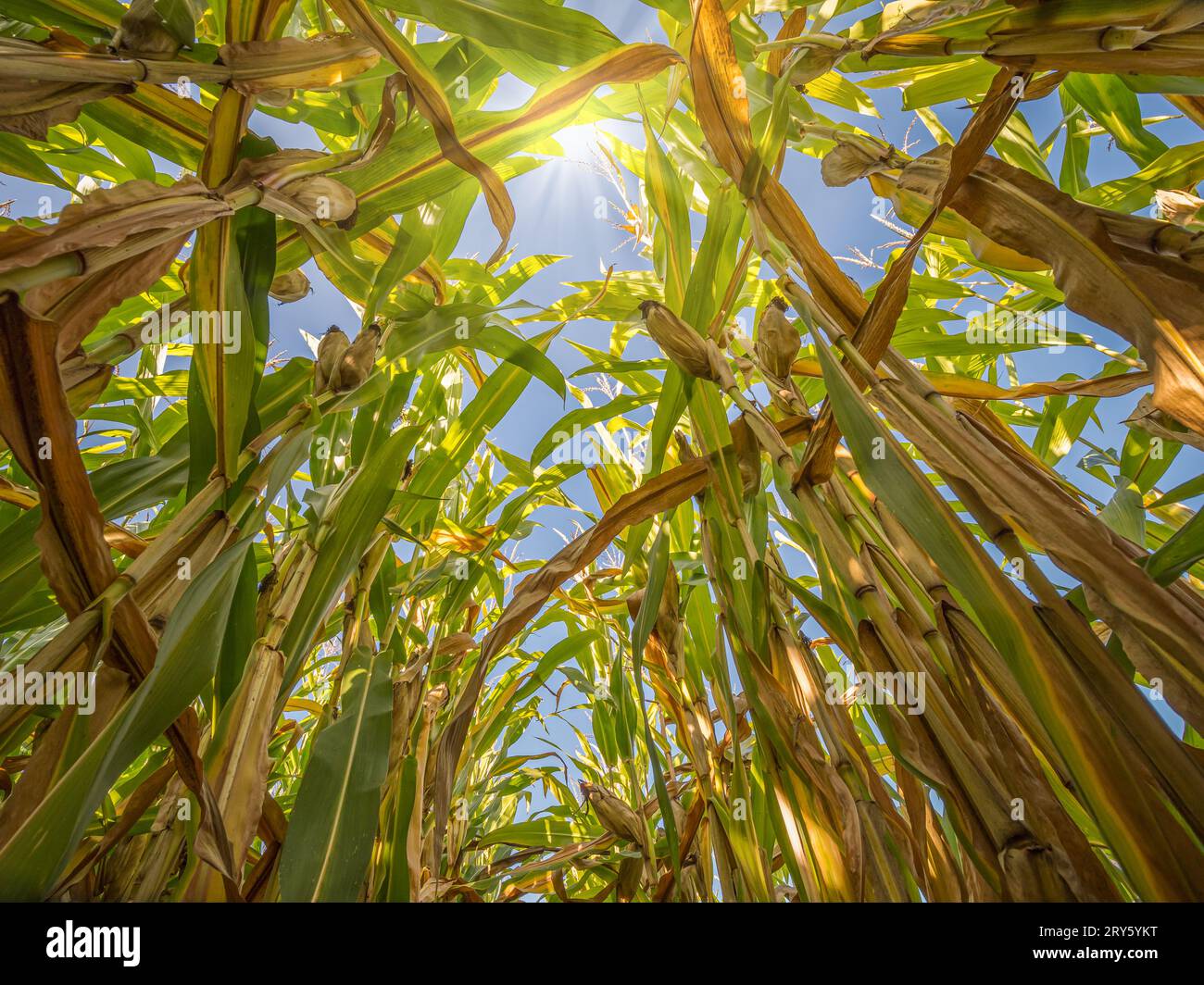 Field of ripening sweet corn plantation Stock Photo - Alamy