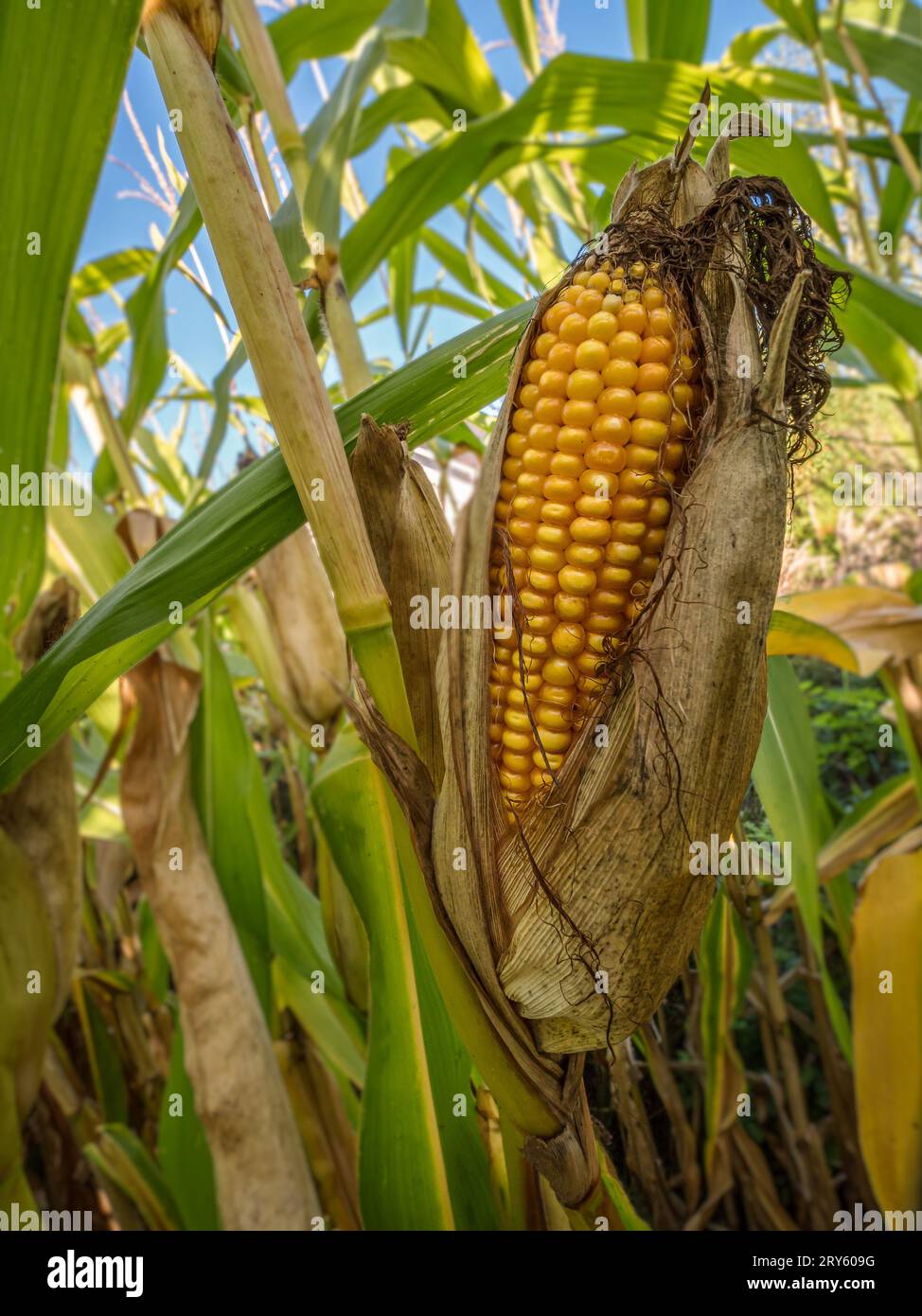 Closeup shot of sweet corn cob ripening on a plant stem Stock Photo