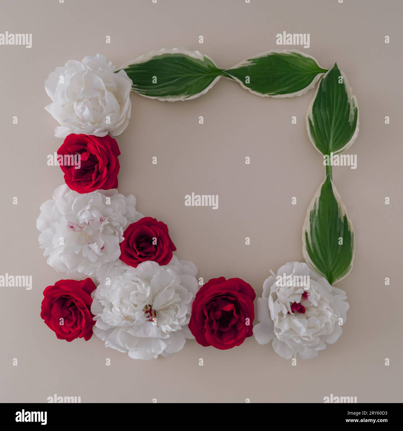 Red Roses Minimal Creative layout made with red and white roses and copy space on bright ...