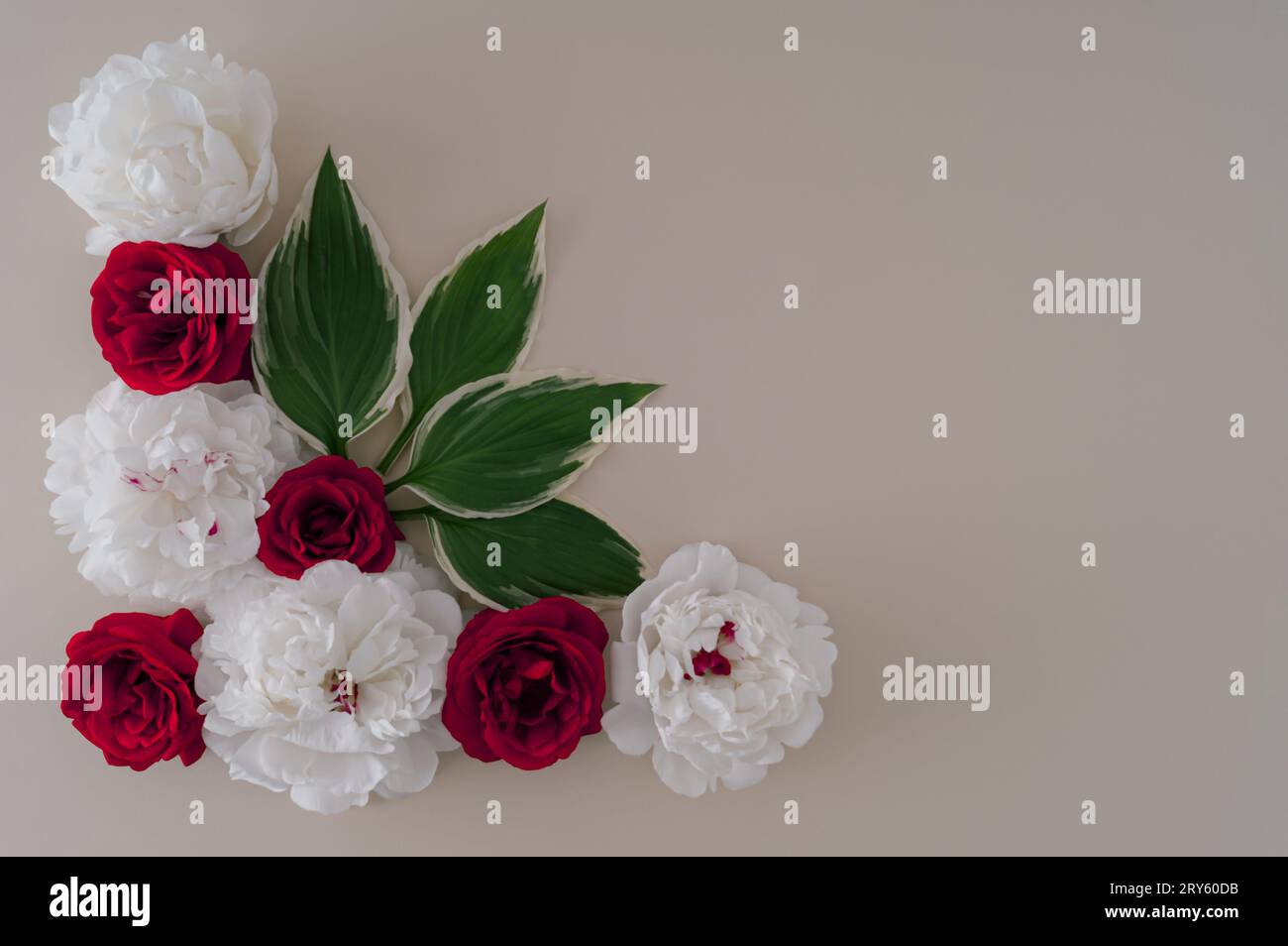 Creative layout made with red and white roses and green leaves on ...
