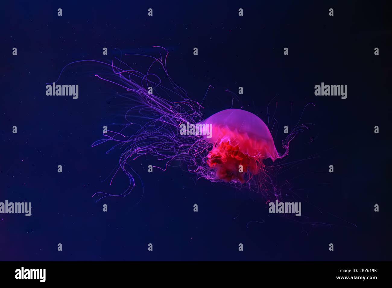 Fluorescent jellyfish swimming underwater aquarium pool with red neon