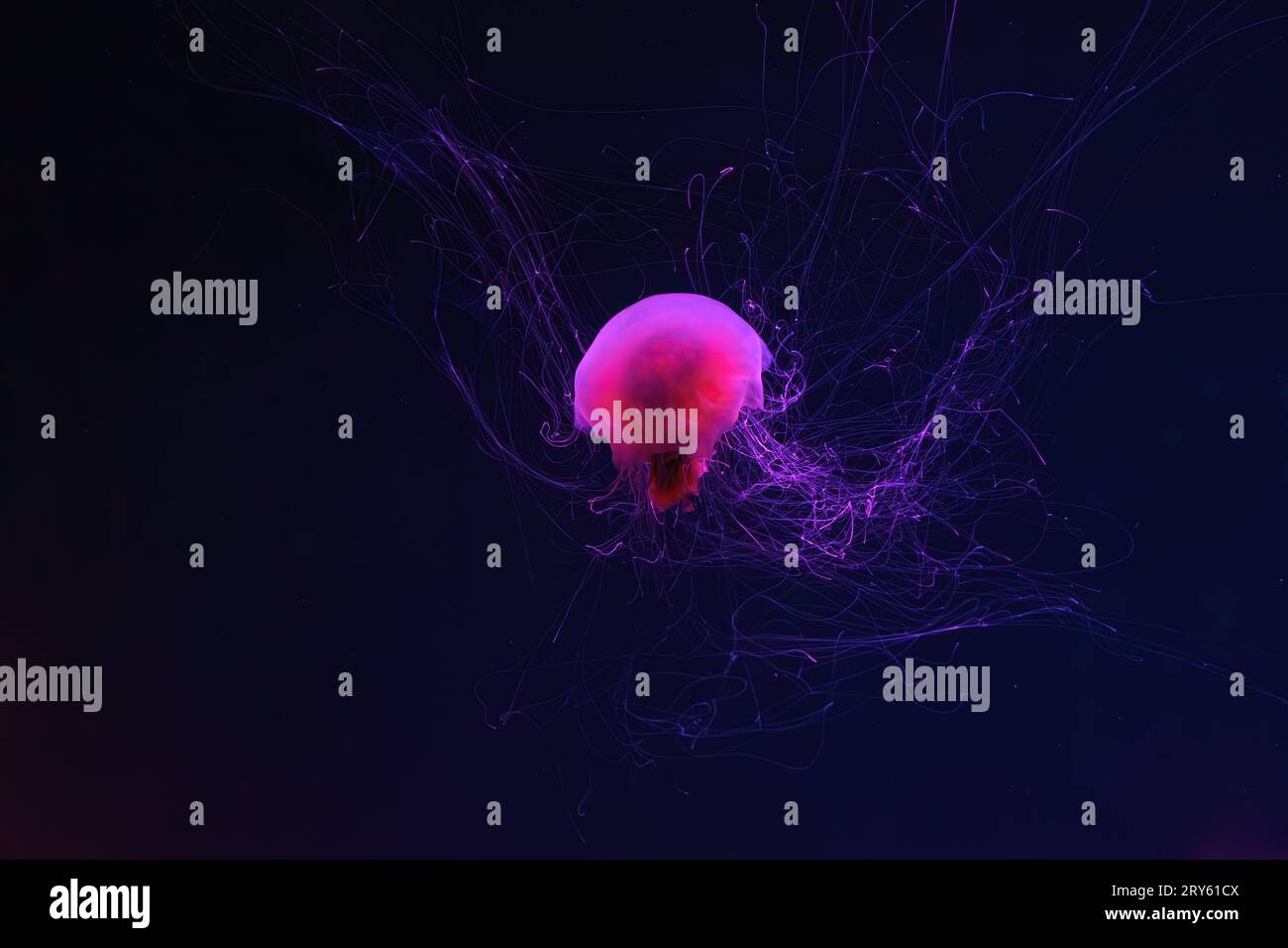 Fluorescent jellyfish swimming underwater aquarium pool with red neon