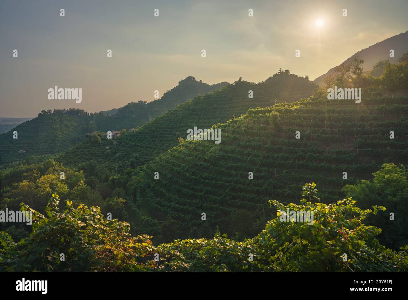 Vineyards of Prosecco Hills, Unesco World Heritage Site. Valdobbiadene, Veneto region, Italy Stock Photo