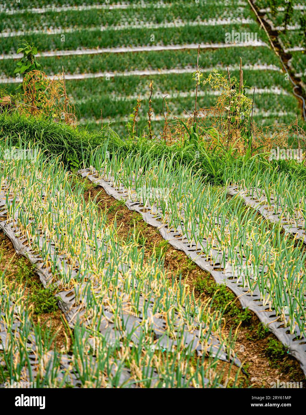 Pemandangan gunung hi-res stock photography and images - Alamy