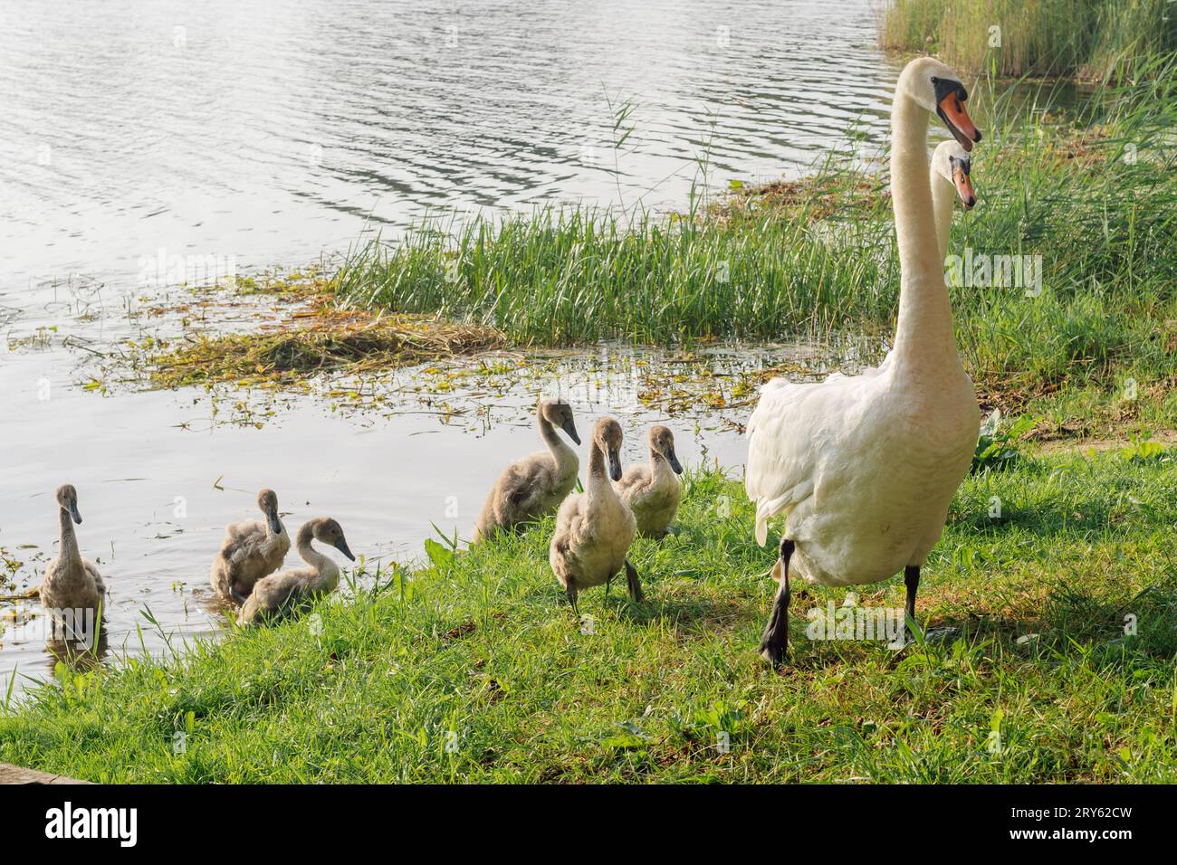 Delightful swan family consisting of two white adult birds, with orange