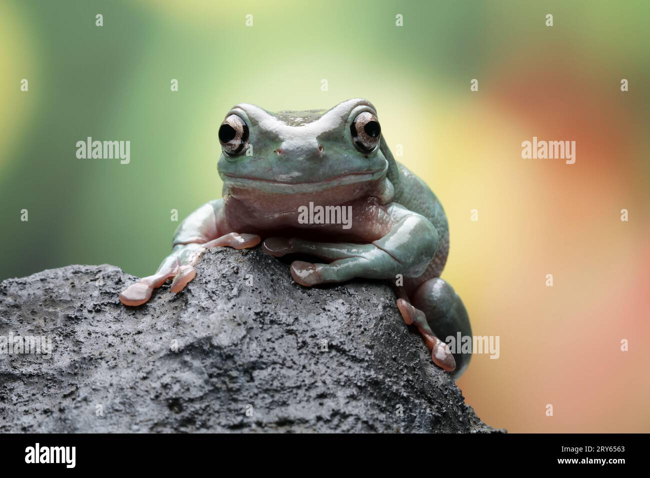 Dumpy frog sitting on a rock on a colored background Stock Photo