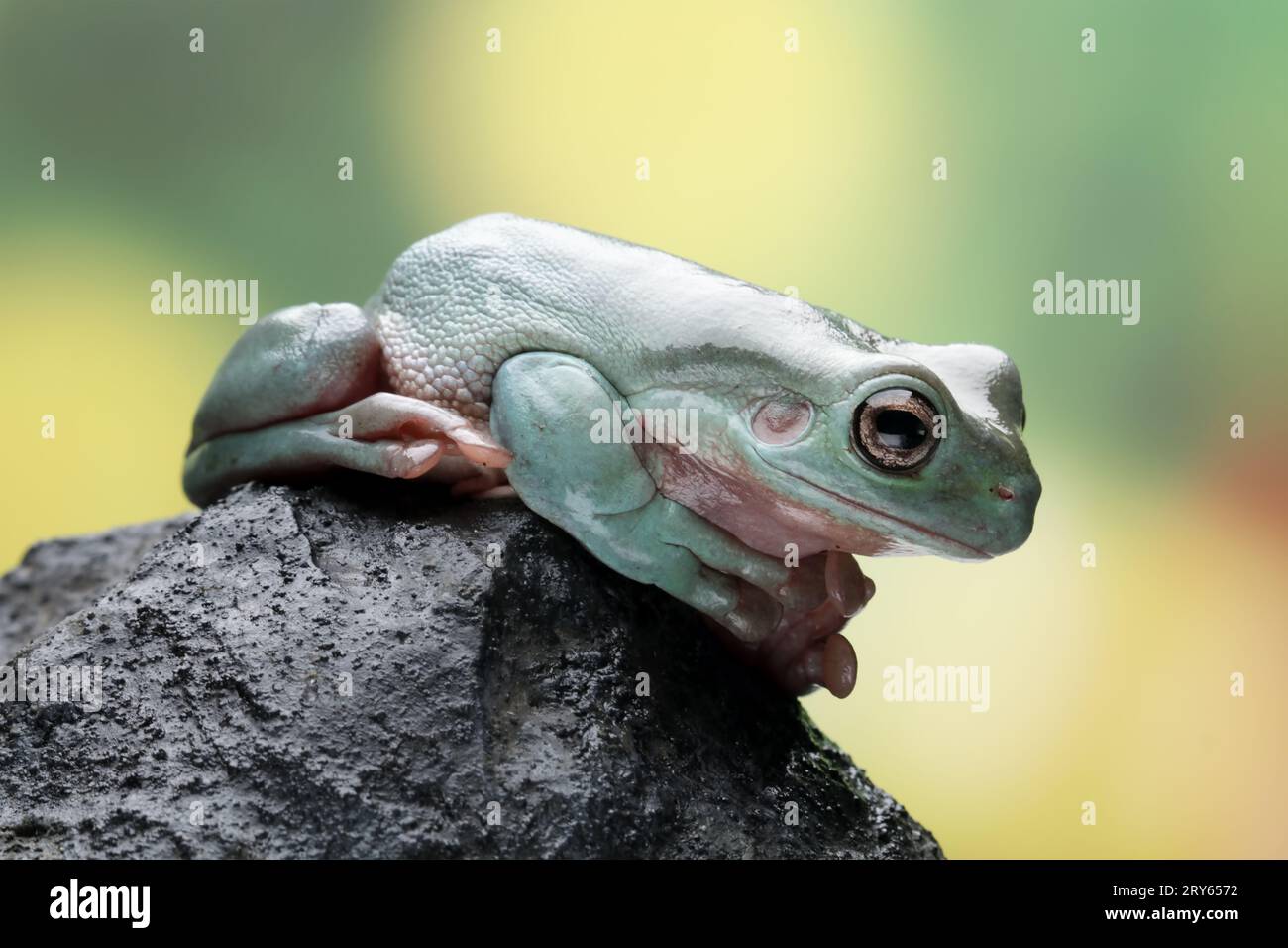 Dumpy frog sitting on a rock on a colored background Stock Photo