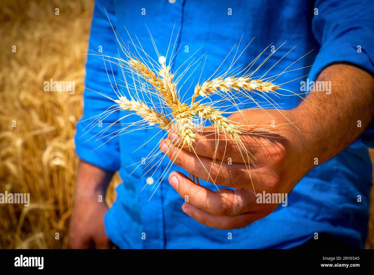 Ear farm hi-res stock photography and images - Alamy