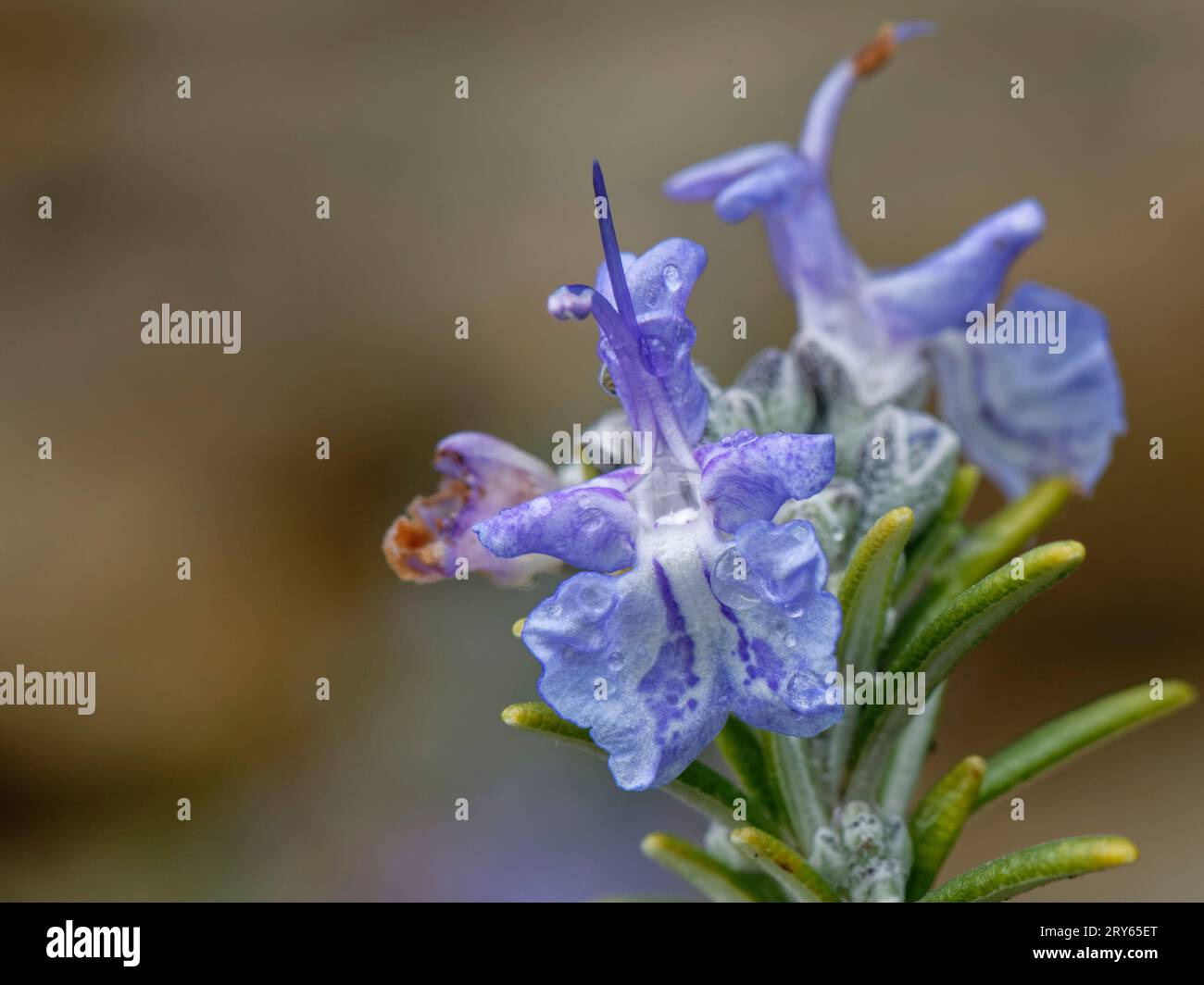 Rosemary (Rosmarinus officinalis) flowering in a sheltered, south facing, sloping garden, Somerset, UK, March. Stock Photo