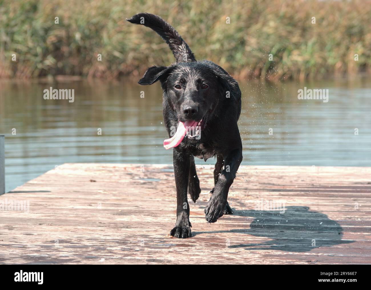 Happy labrador retriever running off a dock at pond in park. Stock Photo