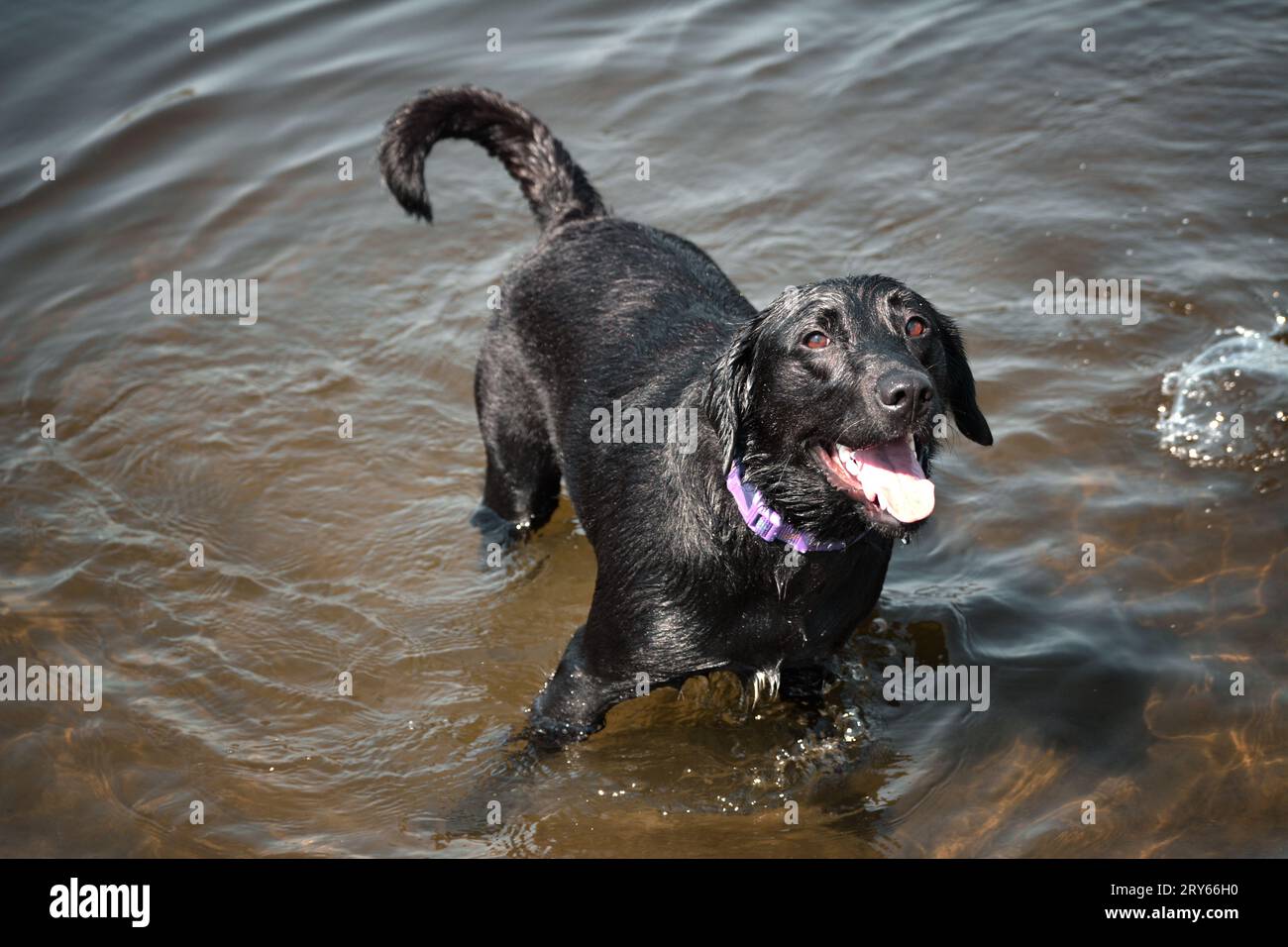 Labrador fashion water