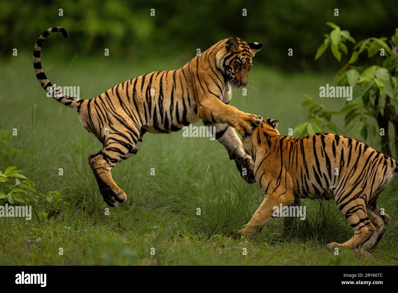 Tiger cubs being playful MAHARASHTRA INDIA HILARIOUS images of two ...