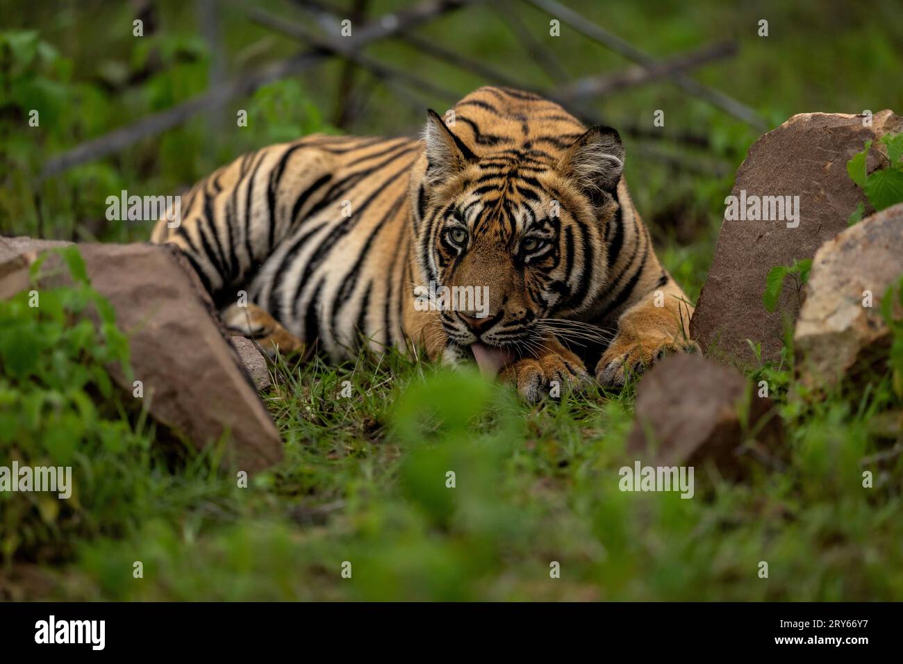 Tigeress watching her cubs MAHARASHTRA INDIA HILARIOUS images of two tiger cubs boxing each other show that even among siblings, sometimes there is no Stock Photo