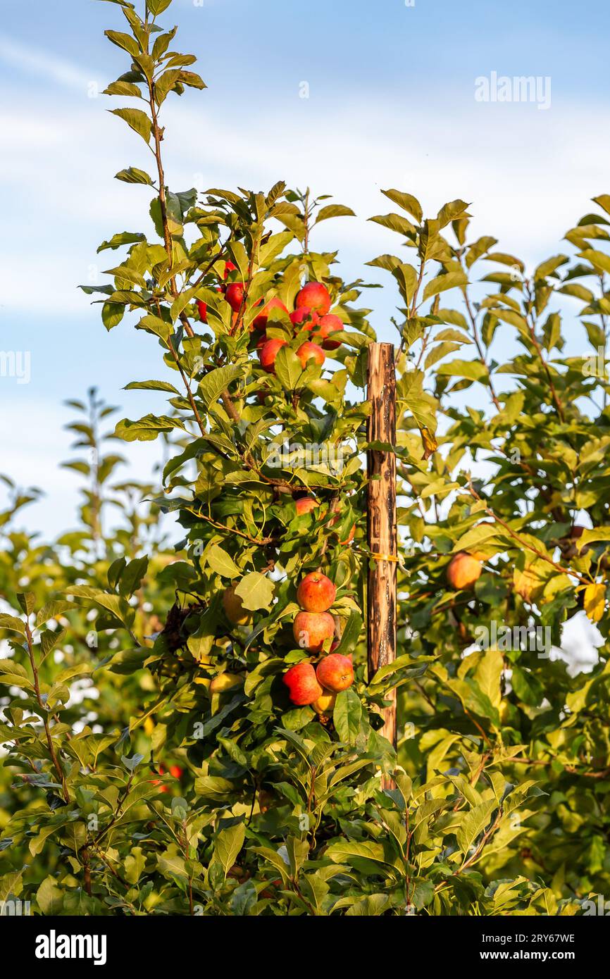 Apple trees kent autumn hi-res stock photography and images - Alamy