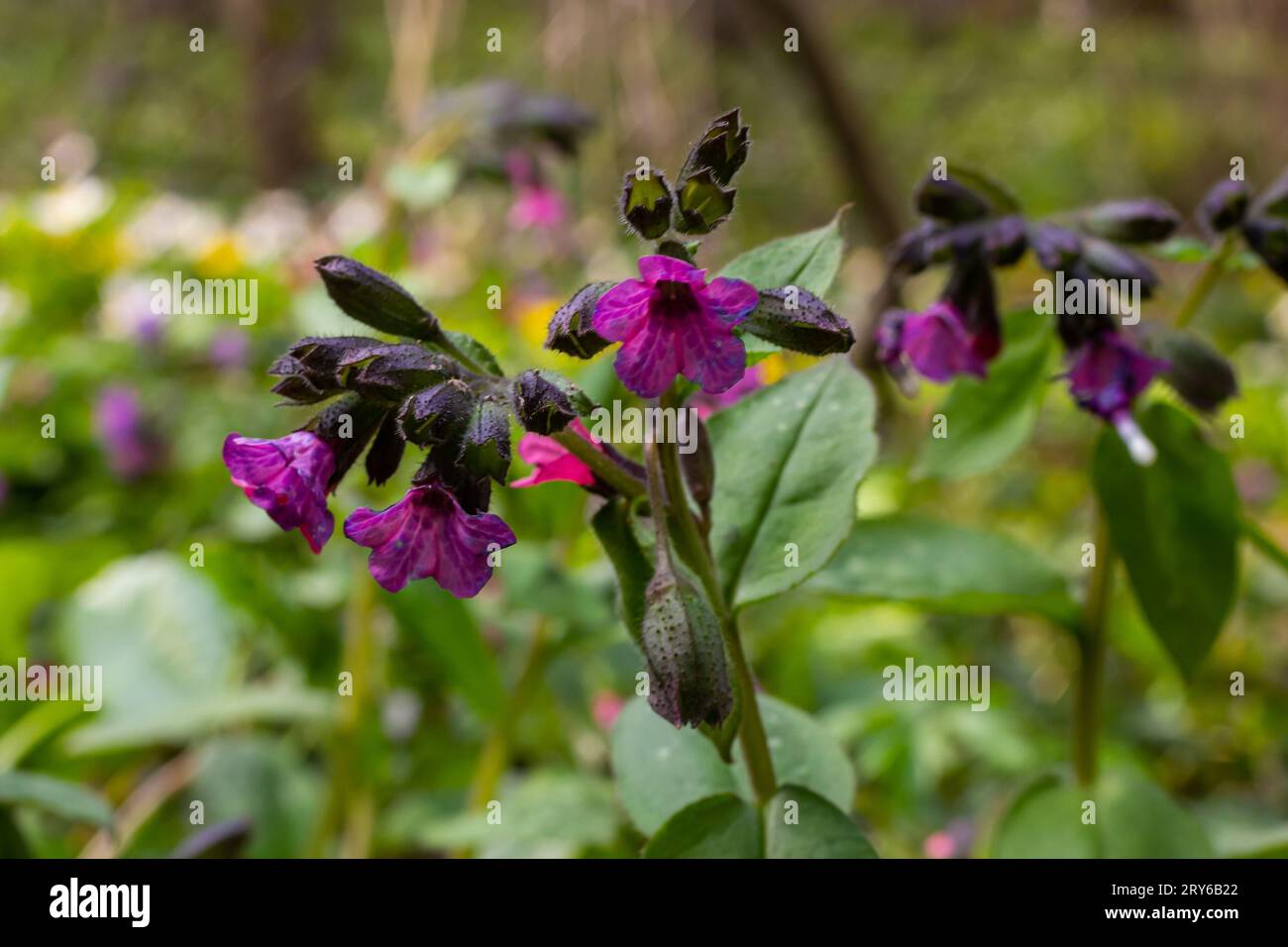 Close-up of blooming flowers Pulmonaria mollis in sunny spring day, selective focus .closeup detail of meadow flower - wild healing herb - Pulmonaria Stock Photo