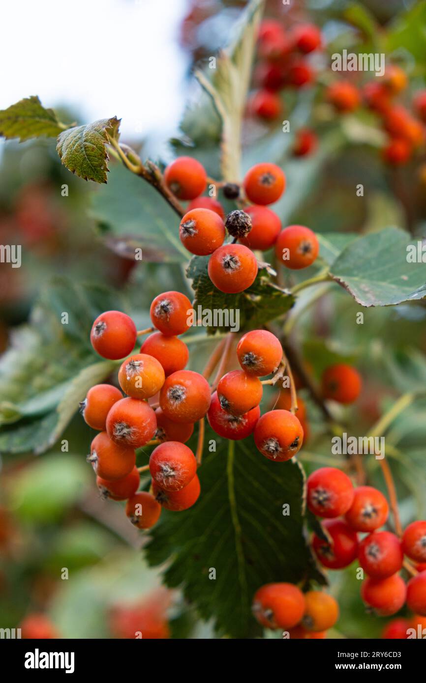 Rowen Berry Scandinavian rowan berry on hi-res stock photography and images - Alamy