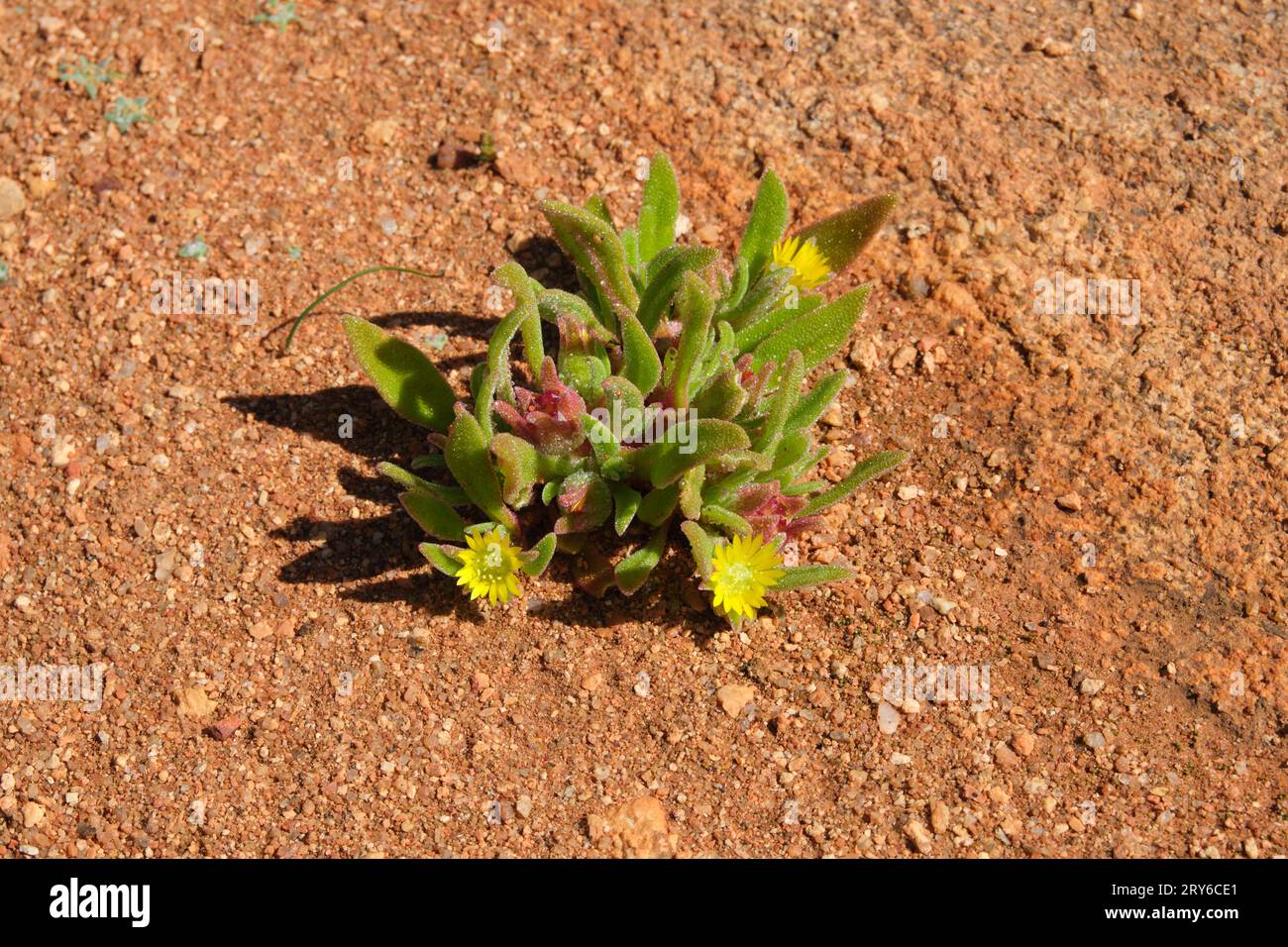 A succulent with small, yellow flowers growing on the granite surface of Eaglestone Rock in the Wheatbelt region of Western Australia. Stock Photo