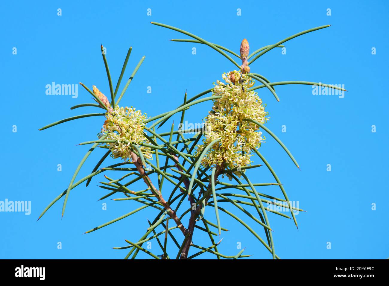 The yellow-green flowers of the Needle Tree, Hakea preissii, also known as Needle Bush and Christmas Hakea, native to Western Australia. Stock Photo