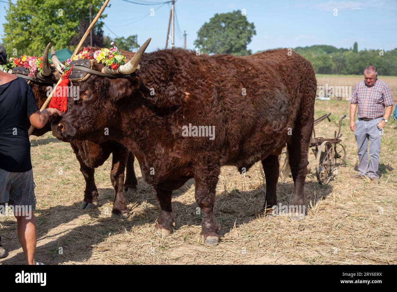 A pair of bulls being displayed at a harvest festival in France Stock Photo