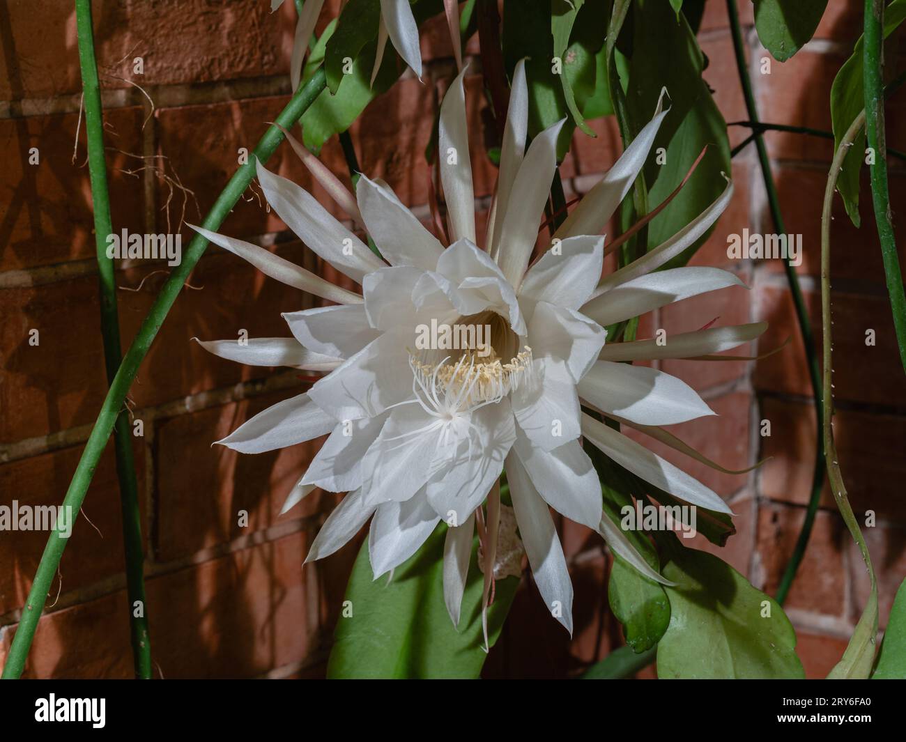Closeup view of ivory white night blooming flower of epiphyllum oxypetalum aka princess of the
