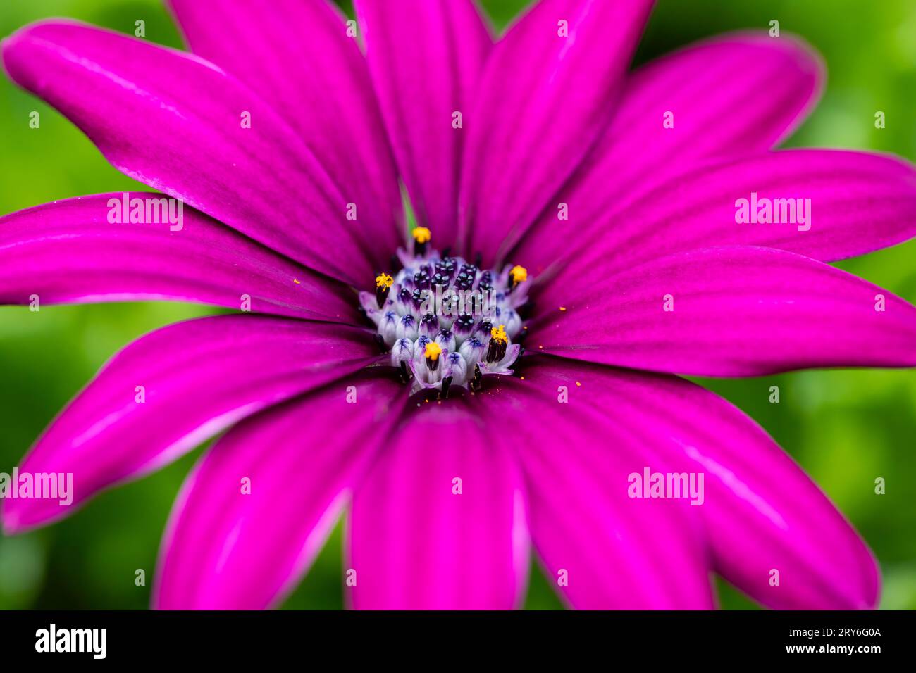 Deep pink Osteospermum African daisy flower closeup Stock Photo